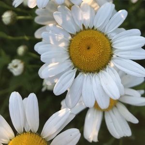 Meet your Posher, Krystle